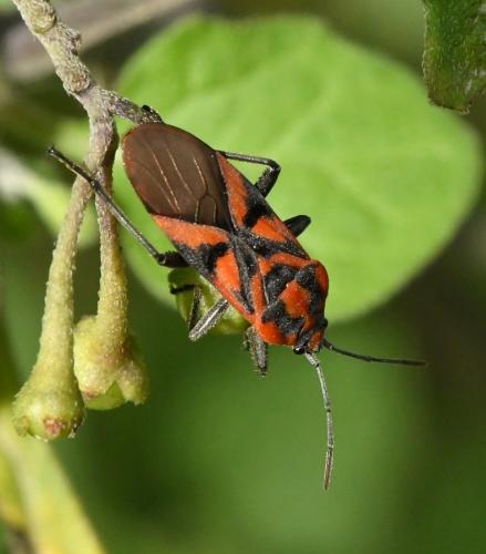 Spilostethus furcula